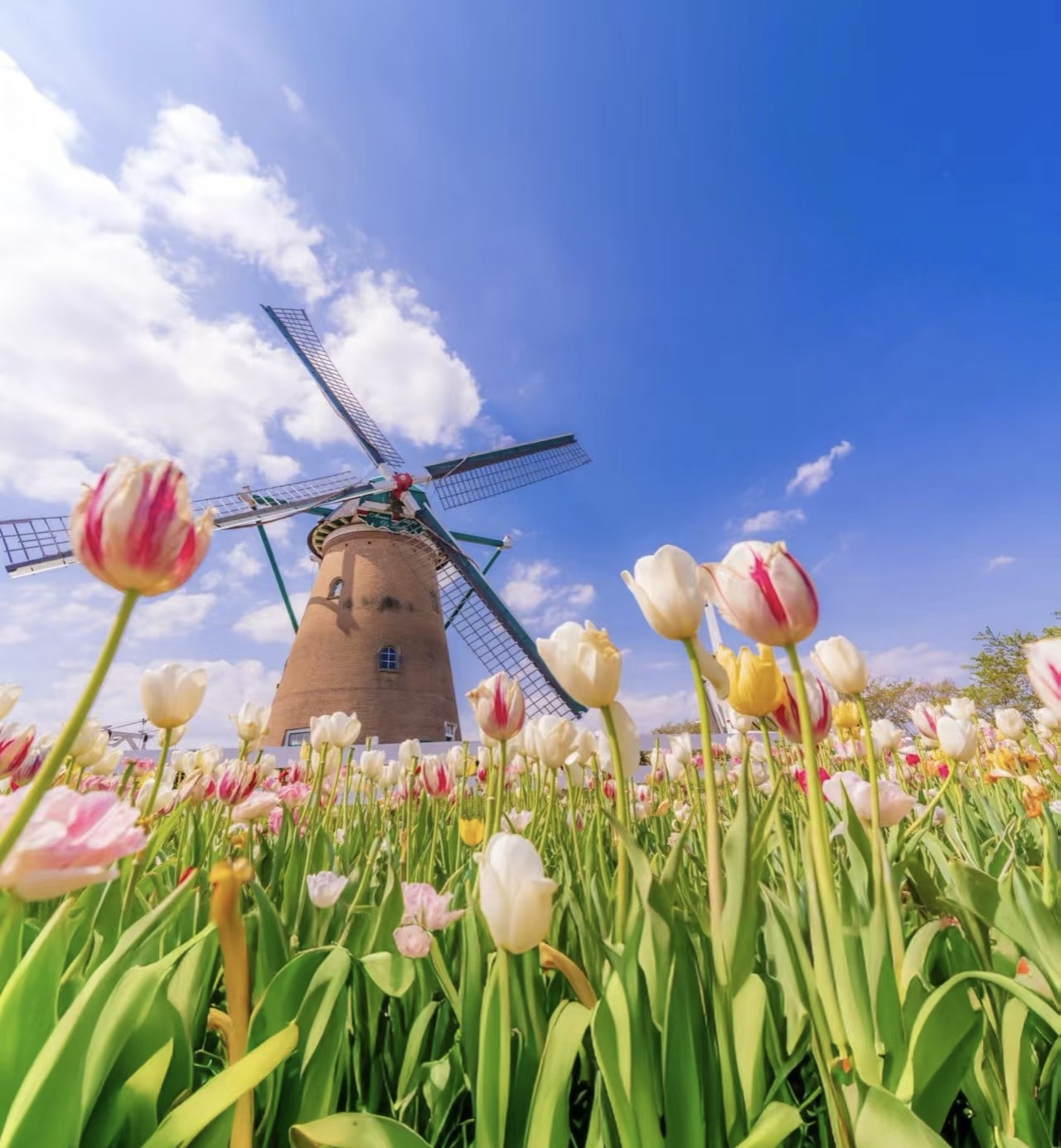 BIG TRADE DATA Focus | Europe's Trade Gateway: A Guide to Developing the Dutch Market