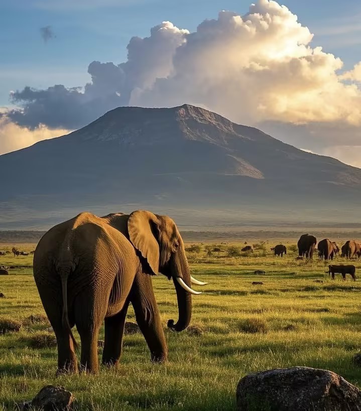 Big Trade Data Focus | Kenya Market Development Guide: The Economic Engine of East Africa